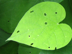 Gorgeous heart shaped leaf