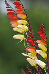 Sternwinde (Quamoclit lobata)