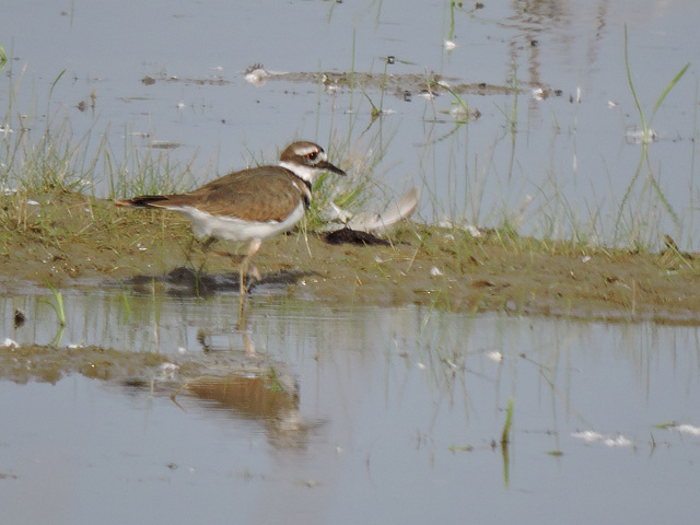 Kildeer