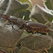 Stag beetle stack IMG_0231