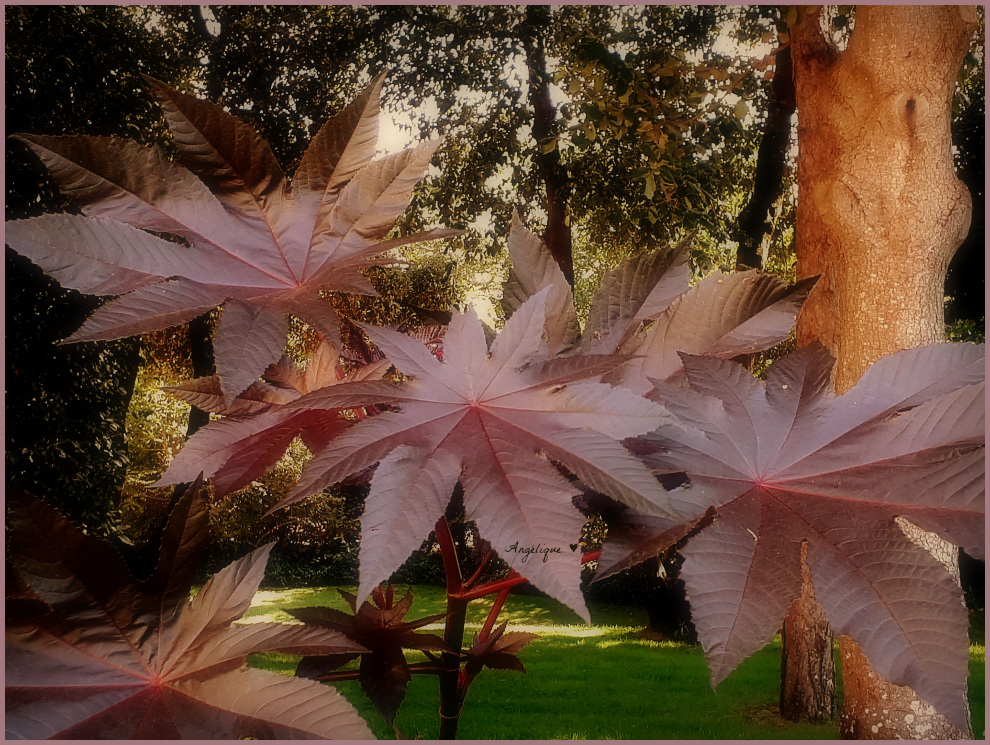 Ricinus communis..............Bon jeudi ..........!