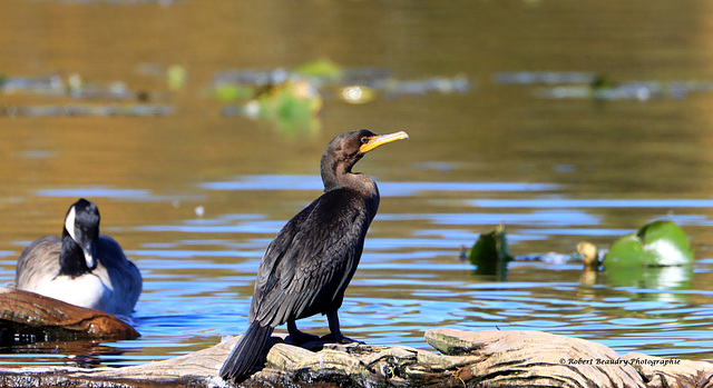 Cormoran à aigrettes