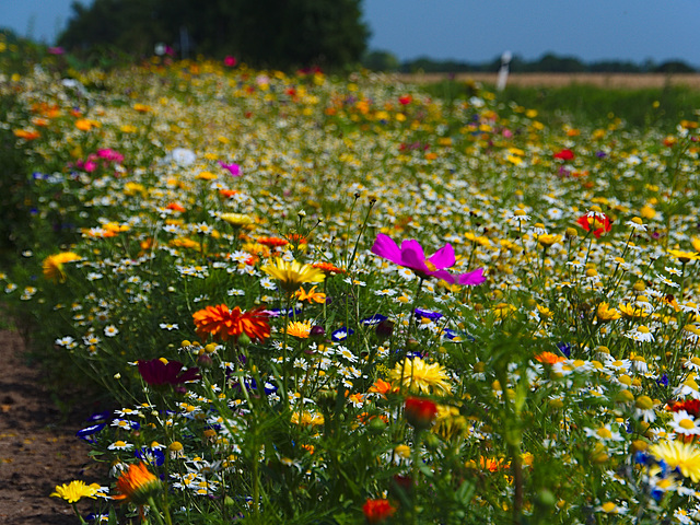 Blumenstreifen