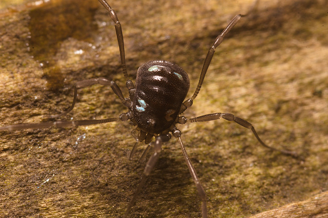 IMG 7509 Harvestman