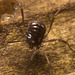 IMG 7509 Harvestman