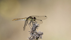 Madame  Sympetrum sanguineum