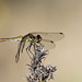 Madame  Sympetrum sanguineum