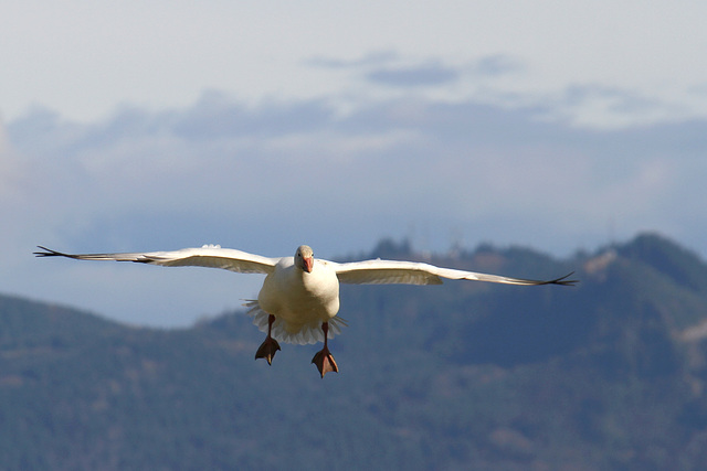 Snow Goose