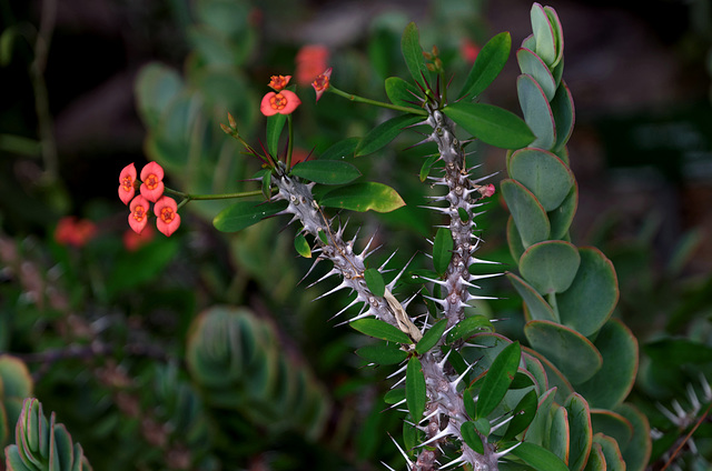 Euphorbia delphinensis (Madagascar)