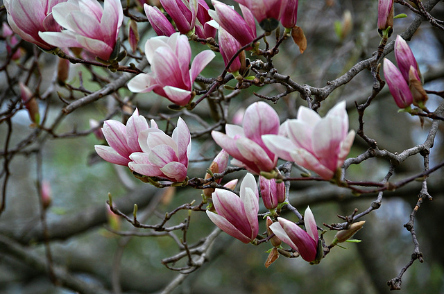 Arrival of the Spring