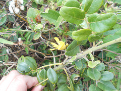 DSCN1676 - feijão-da-praia Sophora tomentosa, Fabaceae Faboideae
