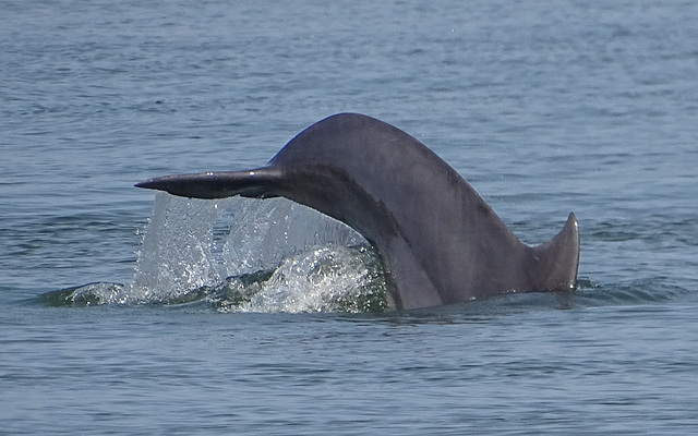 DSC05038a - boto-da-tainha Tursiops truncatus gephyreus, Cetaceae