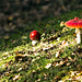 Red on the diagonal of light