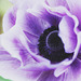 anemone