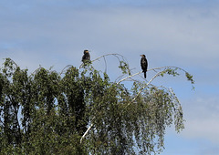 Kormorane am Aßmannkanal