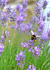 Bee on Lavender