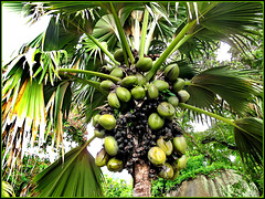MAHE' : una bella palma di 'Coco de mer'