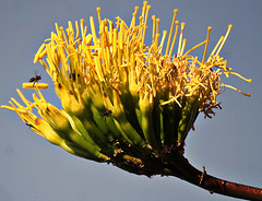 Fleurs du mois de février. Agave .