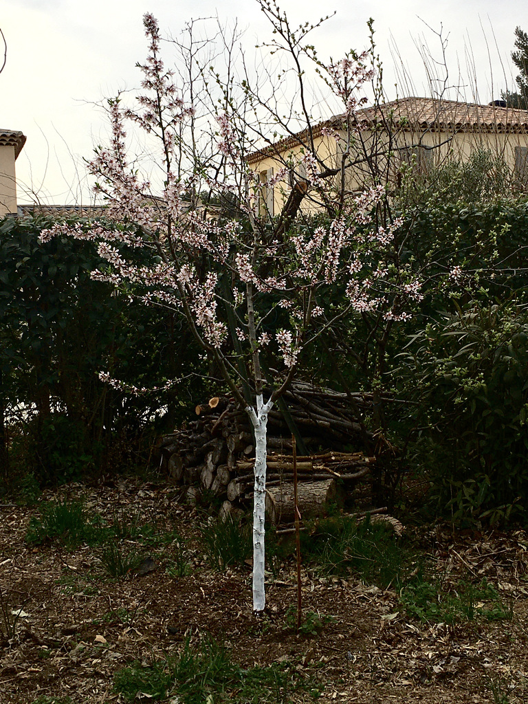 Premières  fleurs d’amandier