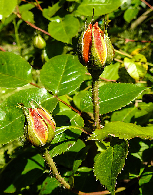 20230529 0338CPw [D~LIP] Beet-Rose (Rosa 'Noack Westzeit'), Bad Salzuflen