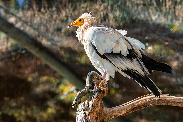 Egyptian Vulture