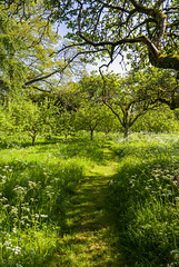 Hidcote: Orchard