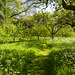 Hidcote: Orchard