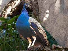 Ein stolzer Pfau begrüßte mich unaufgeregt - Granada