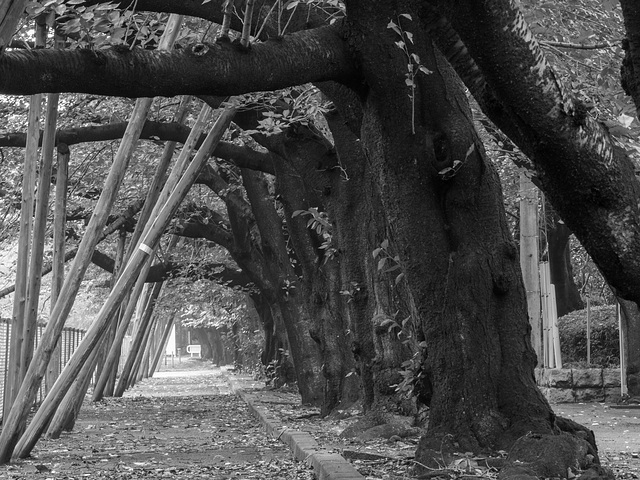 Archway under cherry trees