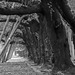 Archway under cherry trees