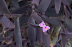 Tradescantia pallida (Mexique, Honduras, Nicaragua)