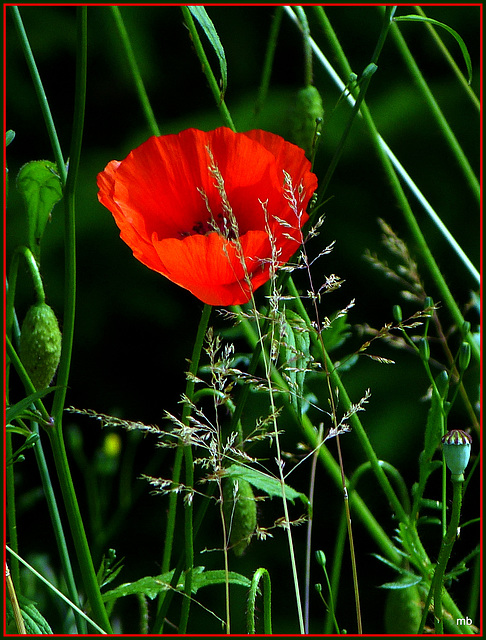 1-P1010805 -  Red in Green