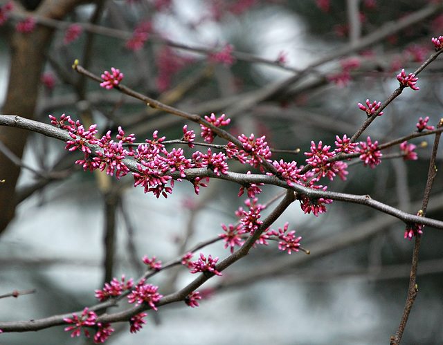 Redbuds ~ Arrival of the Spring