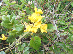 DSCN1677 - feijão-da-praia Sophora tomentosa, Fabaceae Faboideae