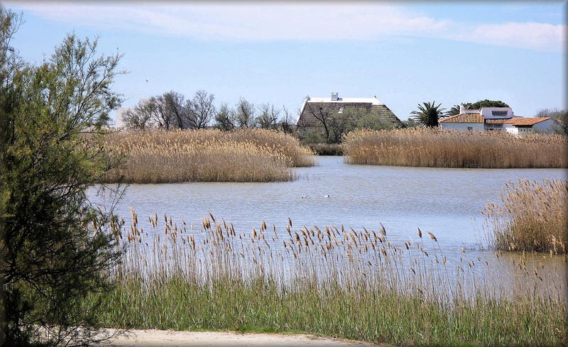 Les-Saintes-Maries-de-la-Mer (13) 5 avril 2011. La Camargue.