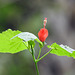 Day 7, Turk's Cap