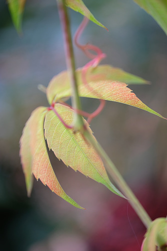DSCF5416