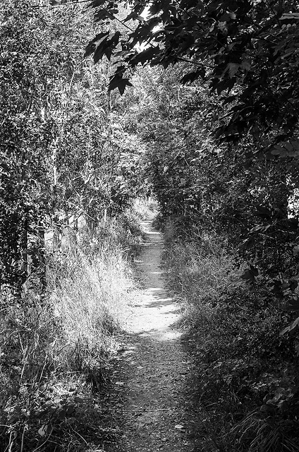 Hertfordshire footpath