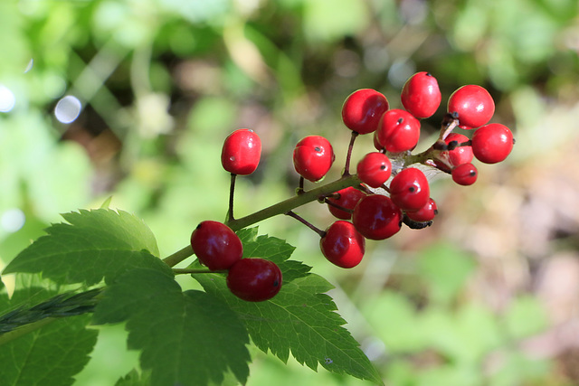 Red Baneberry