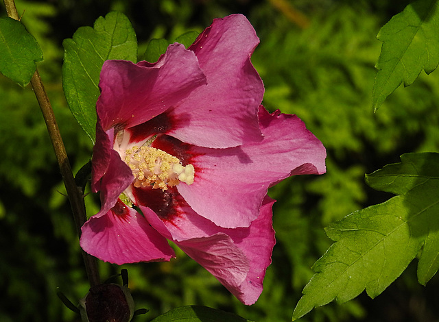 20210813 2398CPw [D~LIP] Straucheibisch (Hibiscus syriacus), Bad Salzuflen