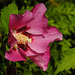 20210813 2398CPw [D~LIP] Straucheibisch (Hibiscus syriacus), Bad Salzuflen