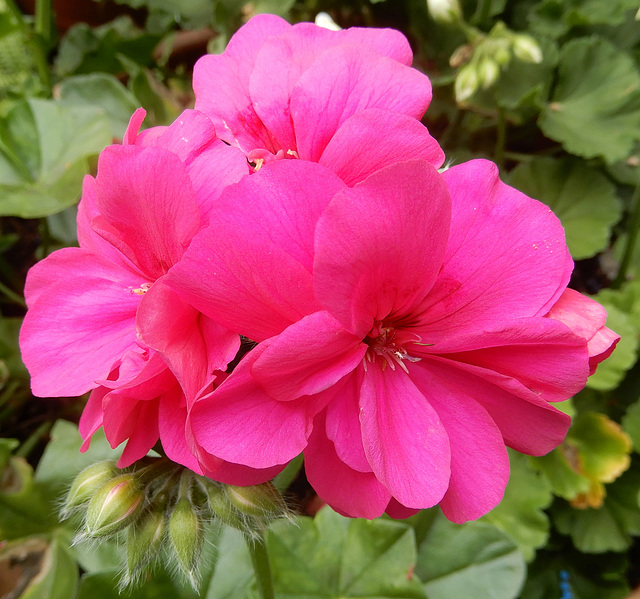 Hängepelargonie