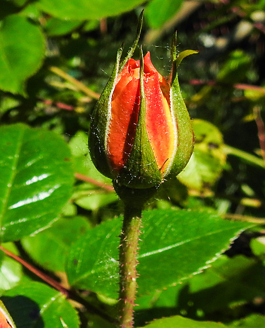 20230529 0339CPw [D~LIP] Beet-Rose (Rosa 'Noack Westzeit'), Bad Salzuflen