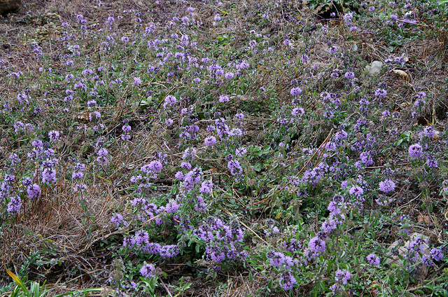 Some sort of thyme?