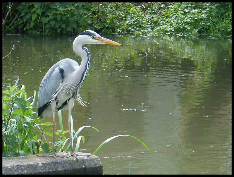 heron by the waterside