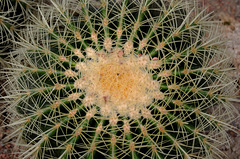 Echinocactus grusonii (Amérique centrale)