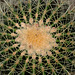 Echinocactus grusonii (Amérique centrale)