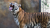 BESANCON: La Citadelle: Un tigre de sybérie  ou tigre de l'Amour (Panthera tigris altaica).