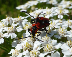 le lepture rouge...
