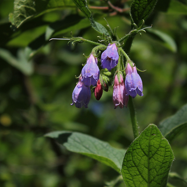Symphytum asperum hybride - Consoude rude , Consoude de Russie Symphytum asperum hybride - Consoude rude , Consoude de Russie